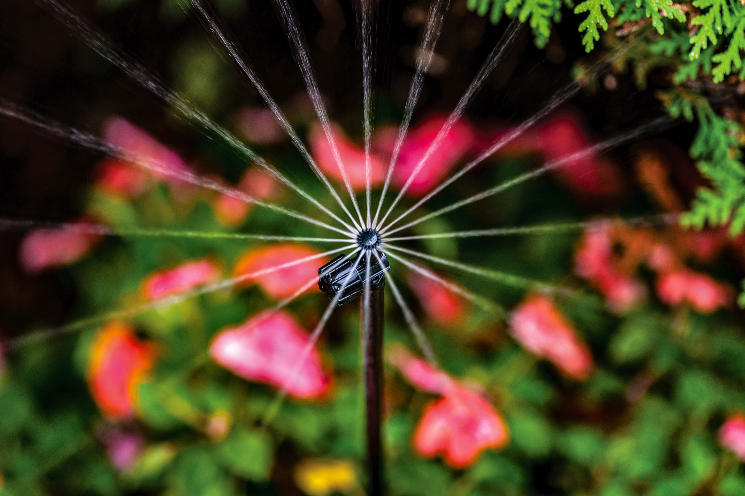 rainbird-photo-MSFaction5159bH-2400x1600