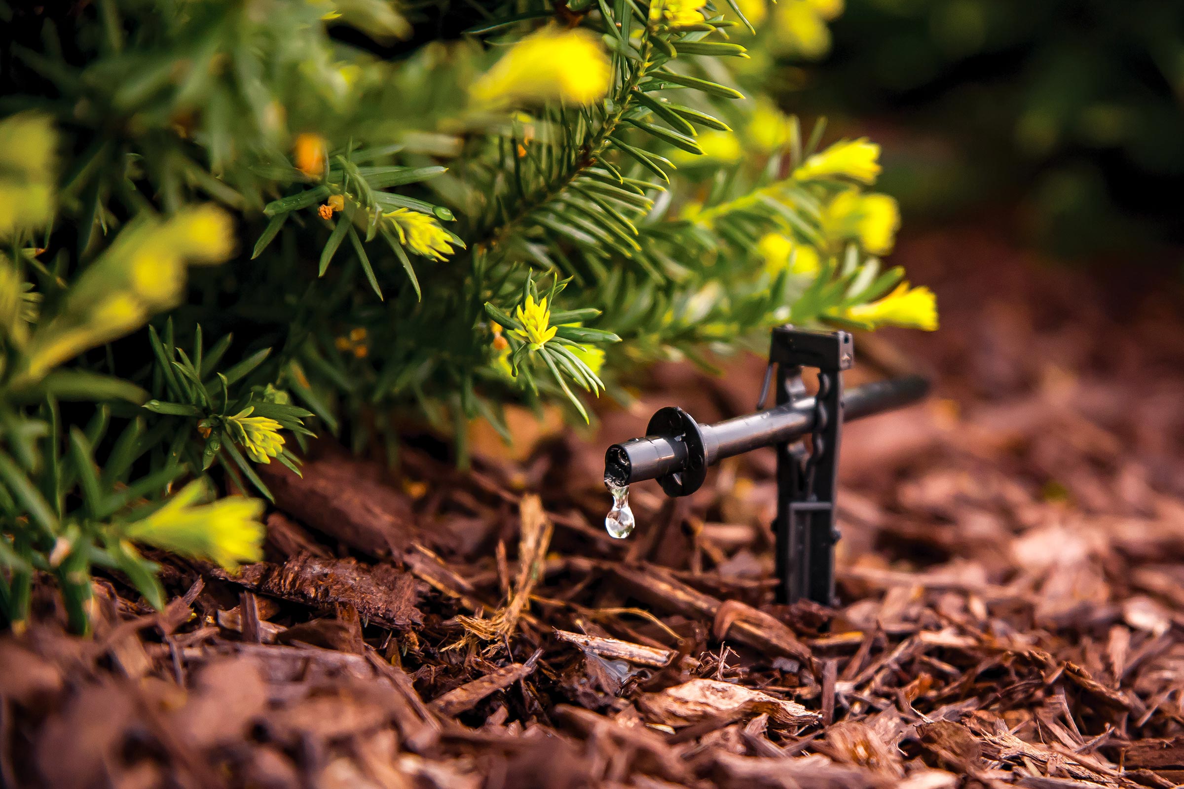 rainbird-photo-spotWatering9182d-2400x1600